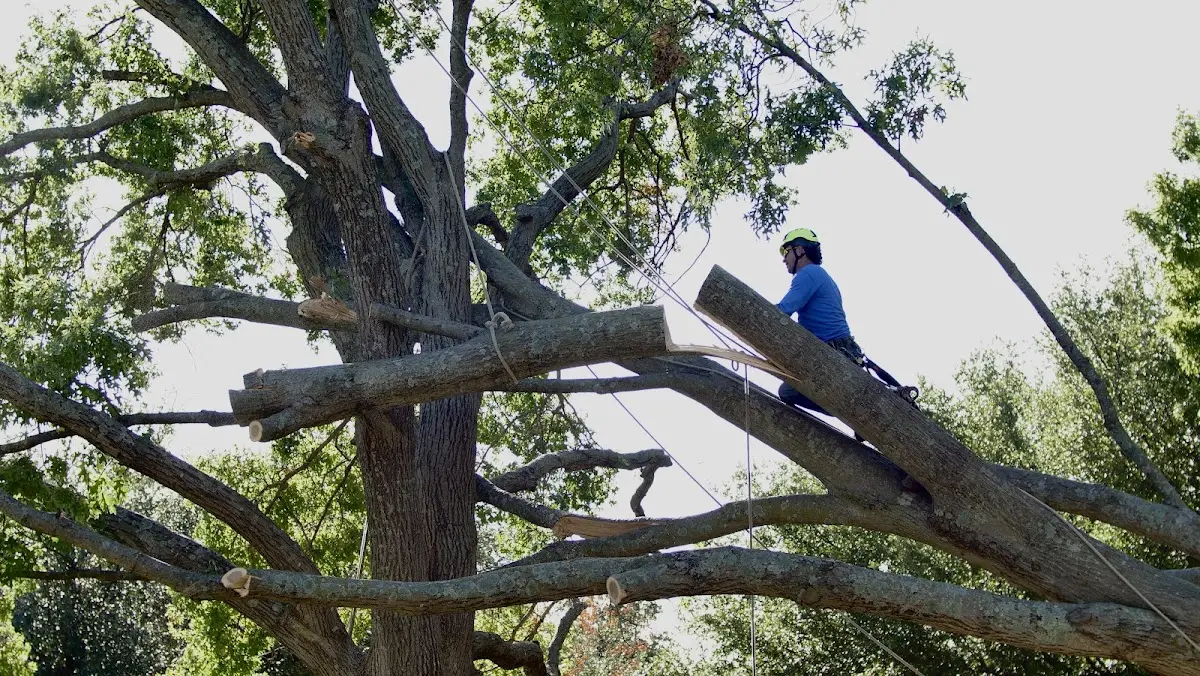 Professional Crown Thinning performed by certified arborists in Rocky Ford