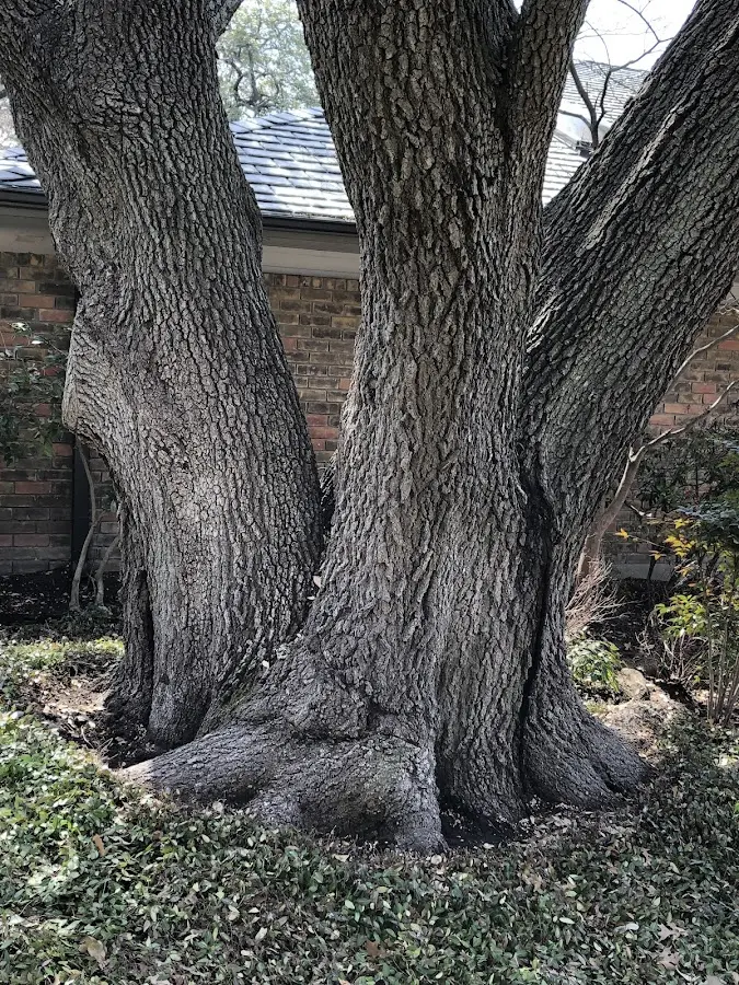 Mature heritage tree close to a Rocky Ford property cared for by certified arborists